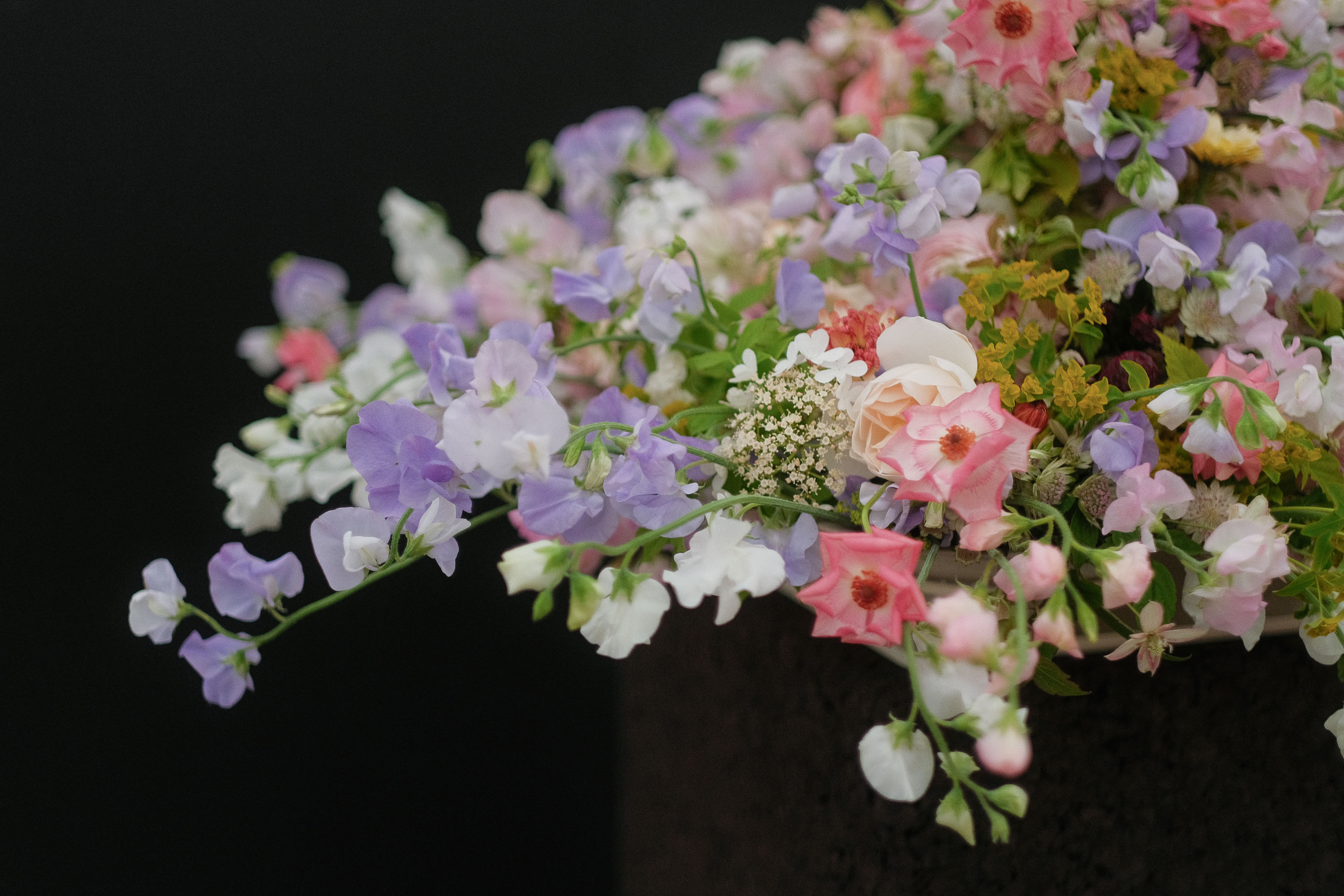 RHS Chelsea Flower Show 2024 Elder and Wild Exhibit