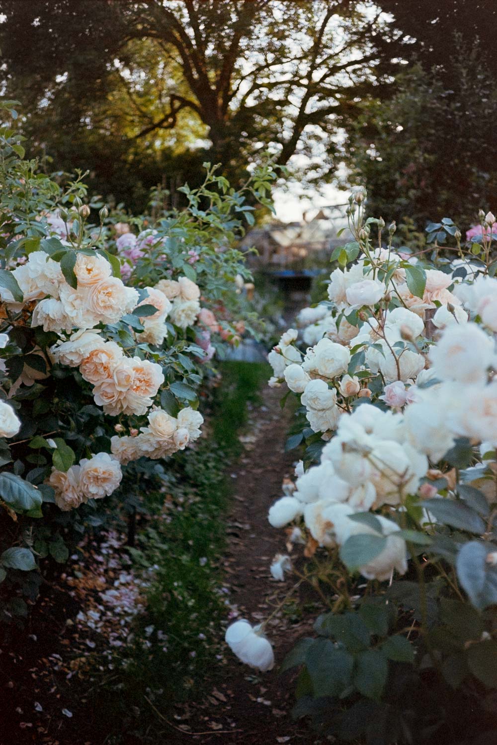 Evening photo taken in the cutting garden showing the roses